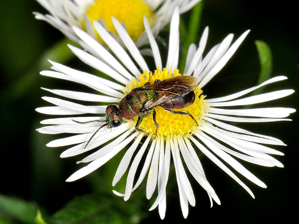 Chrysididae strana: Hedychrum rutilans